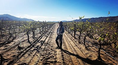 Vineyards, Valle de Guadalupe, Ensenada, Baja California, Mexico