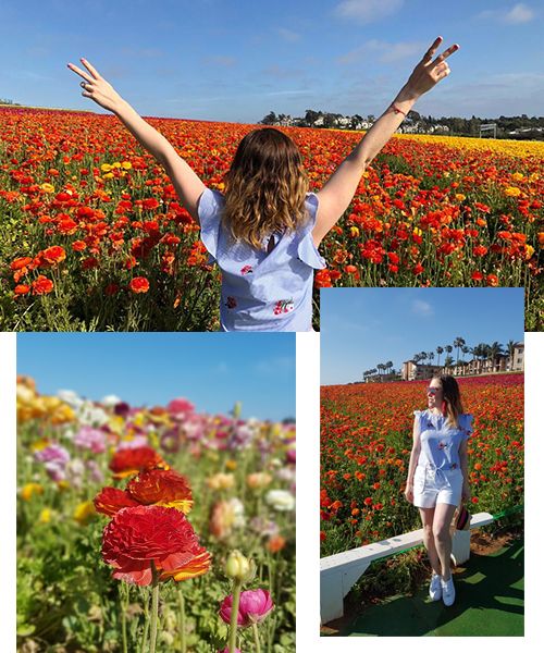 The flower fields