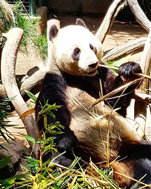 San Diego Zoo / Zoológico de San Diego